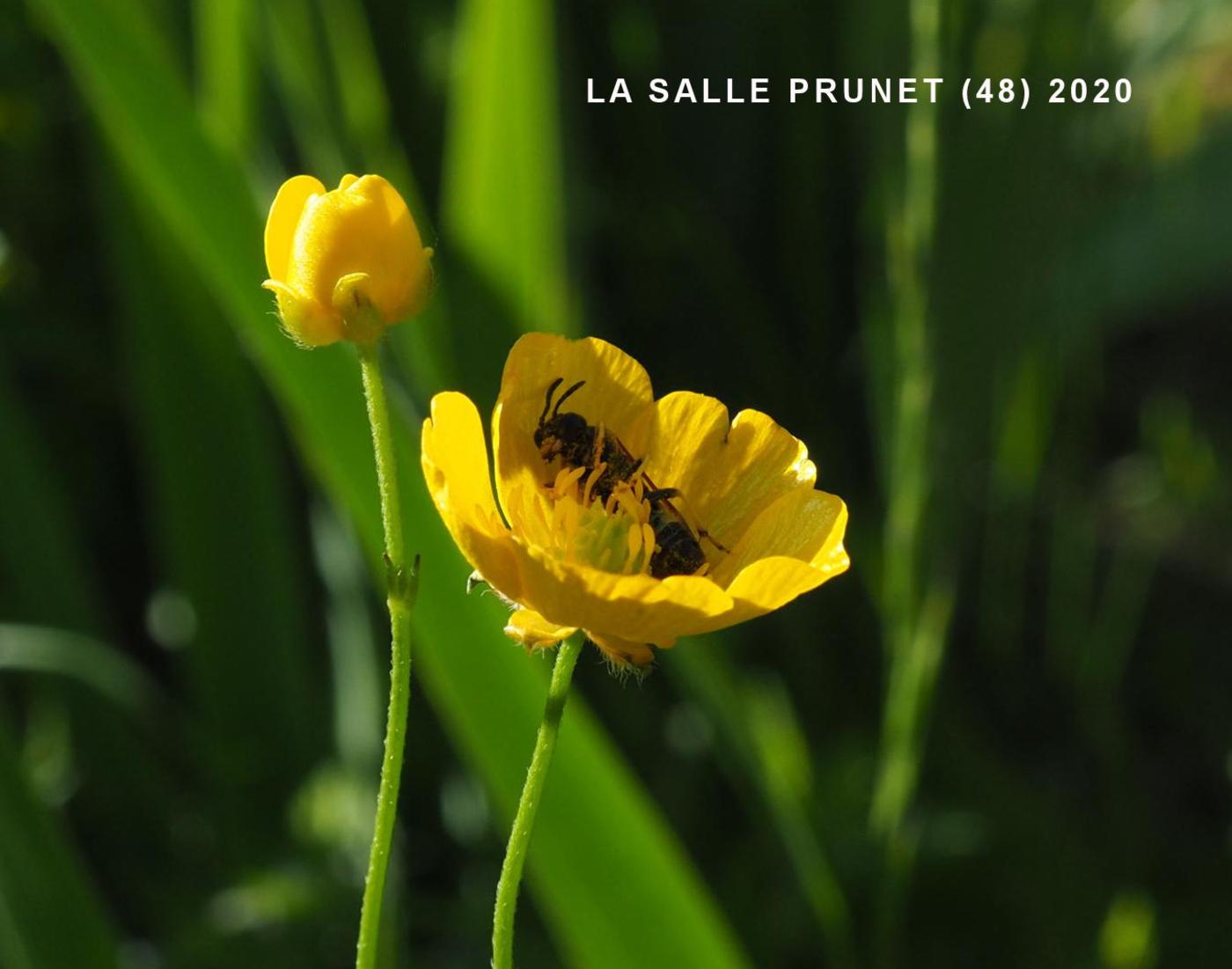 Buttercup, Goldilocks flower